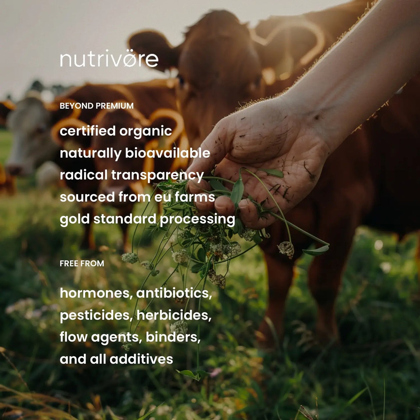 Organic Whey Protein Concentrate Powder with Prebiotics and Fruits